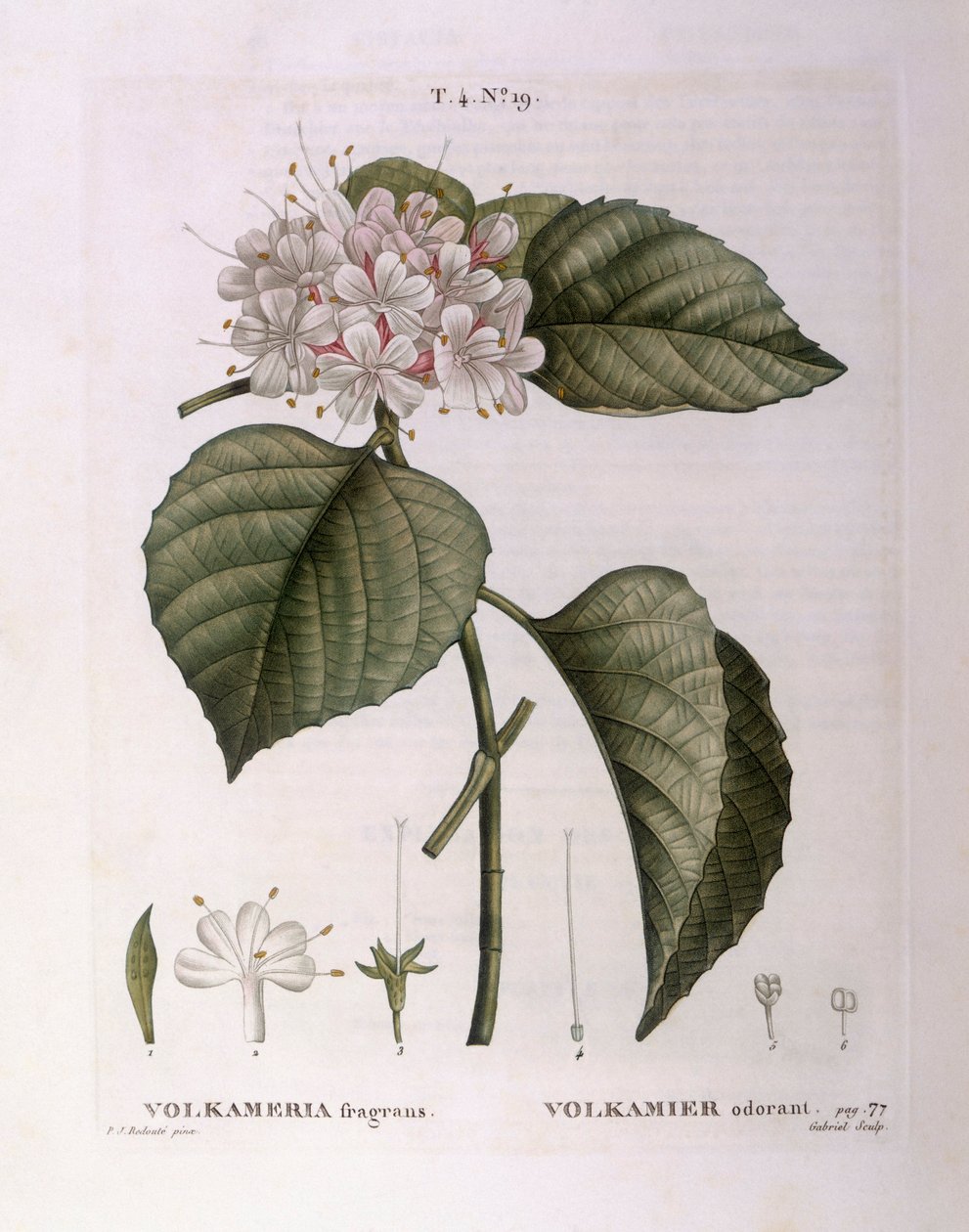 Volkameria fragrans, tavola botanica di Pierre Joseph Redouté da Pierre Joseph Redouté