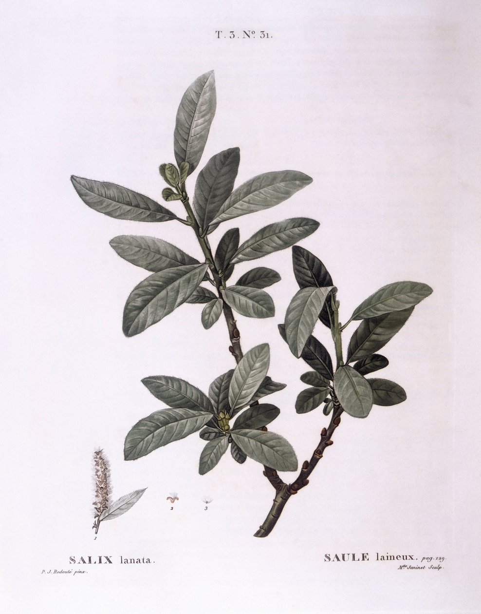 Salice (Salix lanata), tavola botanica di Pierre Joseph Redouté da Pierre Joseph Redouté