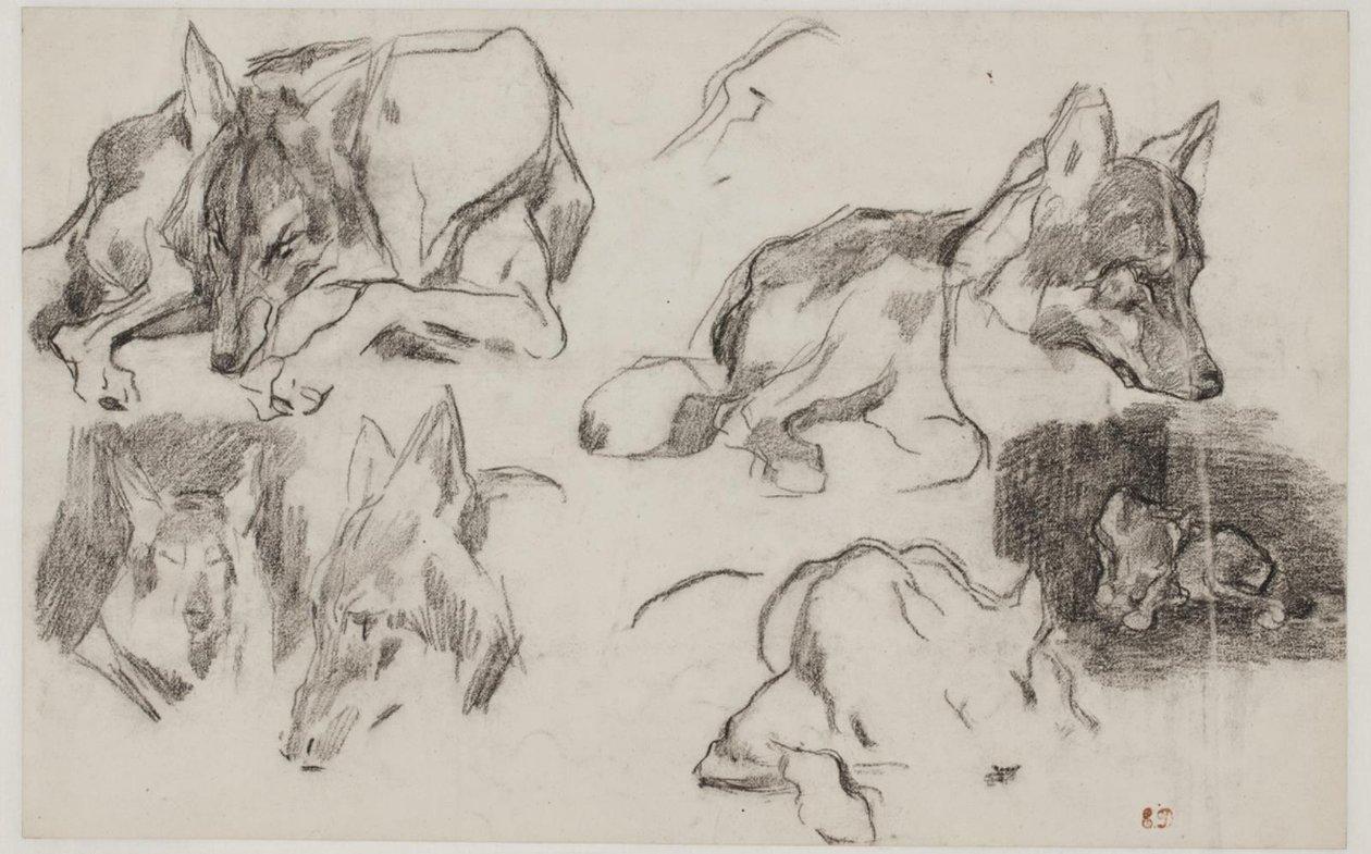 Studi di cani marocchini da Pierre Andrieu