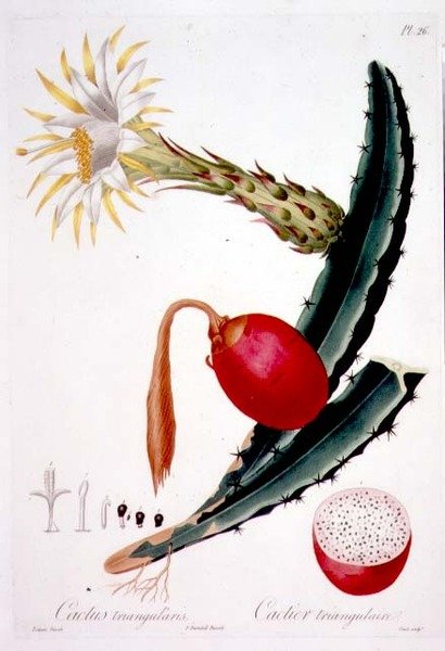 Cactus Triangularis, tavola 26 da 