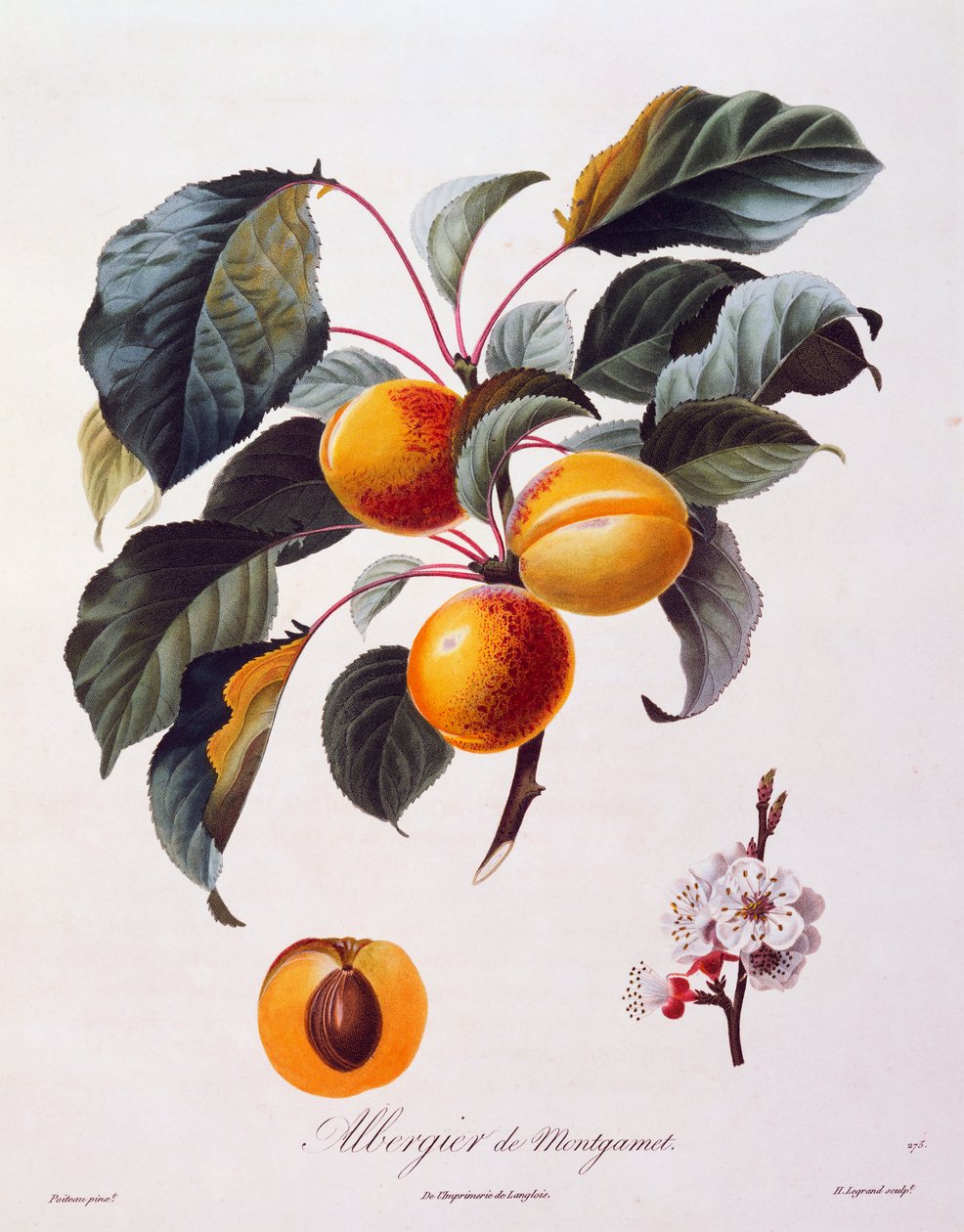 Frutti e fiori di albicocca Albergier De Montgamet, circa 1846, incisione colorata di Pierre-Antoine Poiteau da Pomologie Francaise, Francia da Pierre Antoine (after) Poiteau