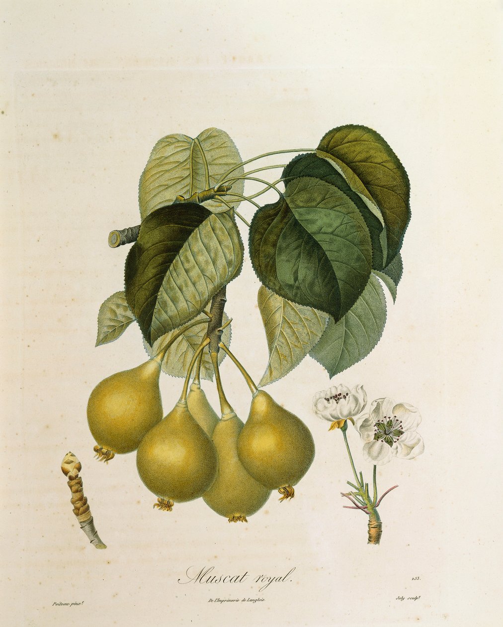Albicocca Muscat Royal di Antoine Poiteau da Pierre Antoine (after) Poiteau