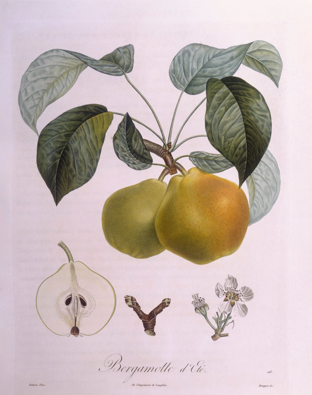 Pera "Bergamotto", tavola botanica di Pierre Antoine Poiteau da Pierre Antoine (after) Poiteau