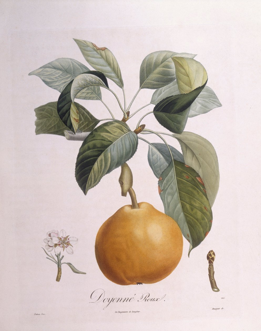 Pera "Doyenné roux", tavola botanica di Pierre Antoine Poiteau da Pierre Antoine (after) Poiteau