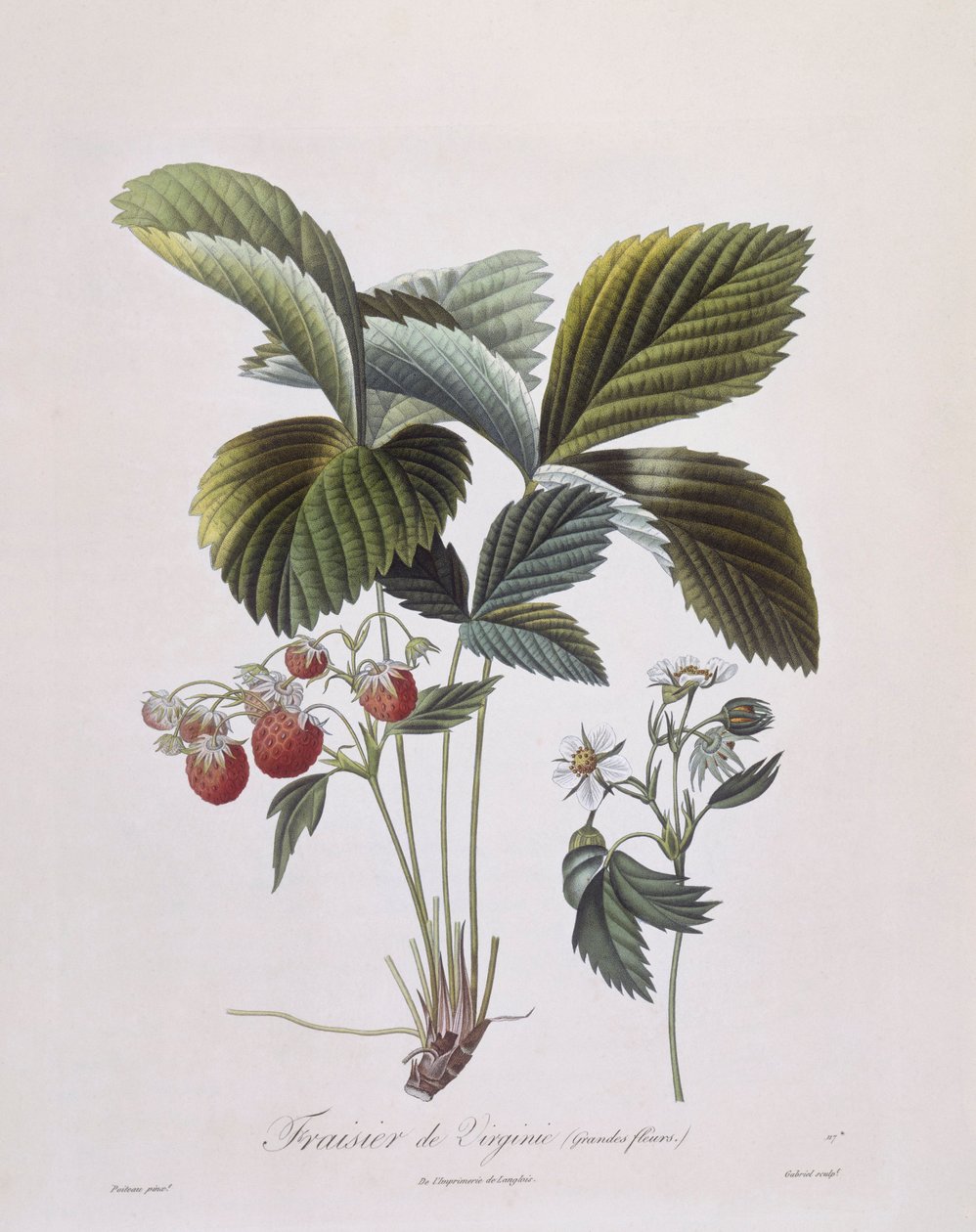 Fragola della Virginia (Fragaria virginiana), Henry Louis Duhamel du Monceau, tavola botanica di Pierre Antoine Poiteau da Pierre Antoine (after) Poiteau