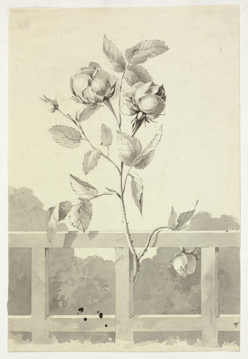 Rosa da Pierre Antoine Mongin