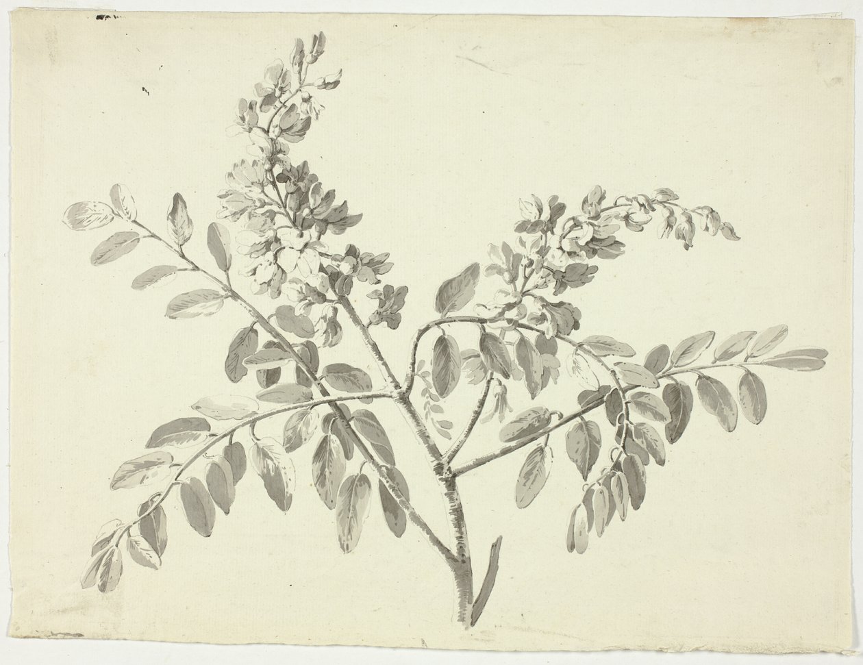Il ramo fiorito da Pierre Antoine Mongin