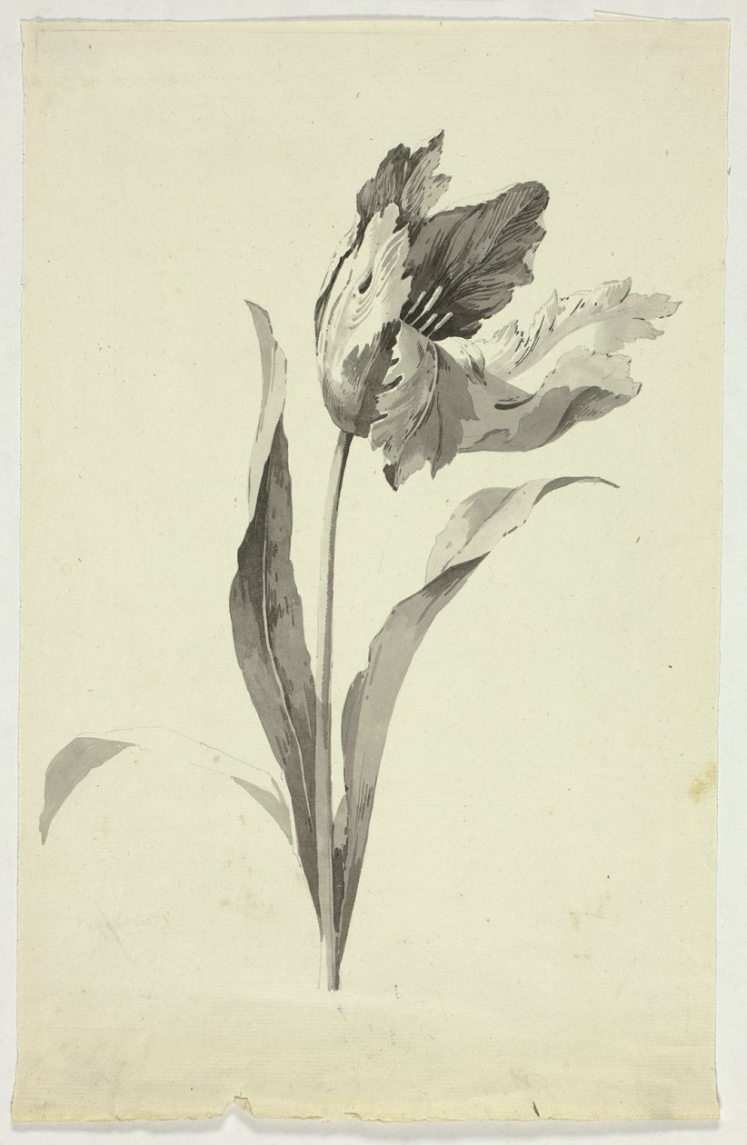 Tulipano da Pierre Antoine Mongin