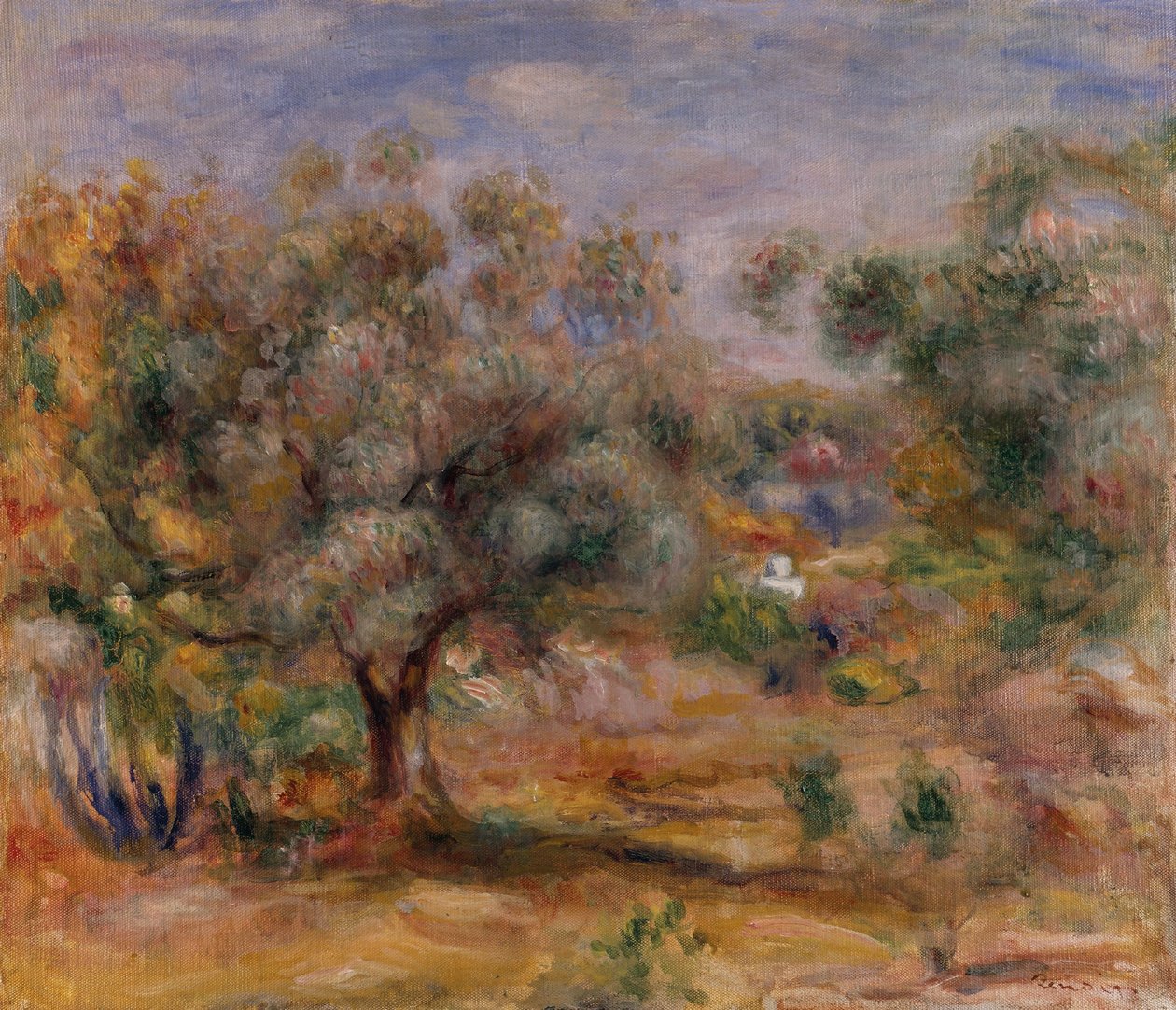 Ulivo a Les Collettes, 1910-15 circa (olio su tela) da Pierre Auguste Renoir