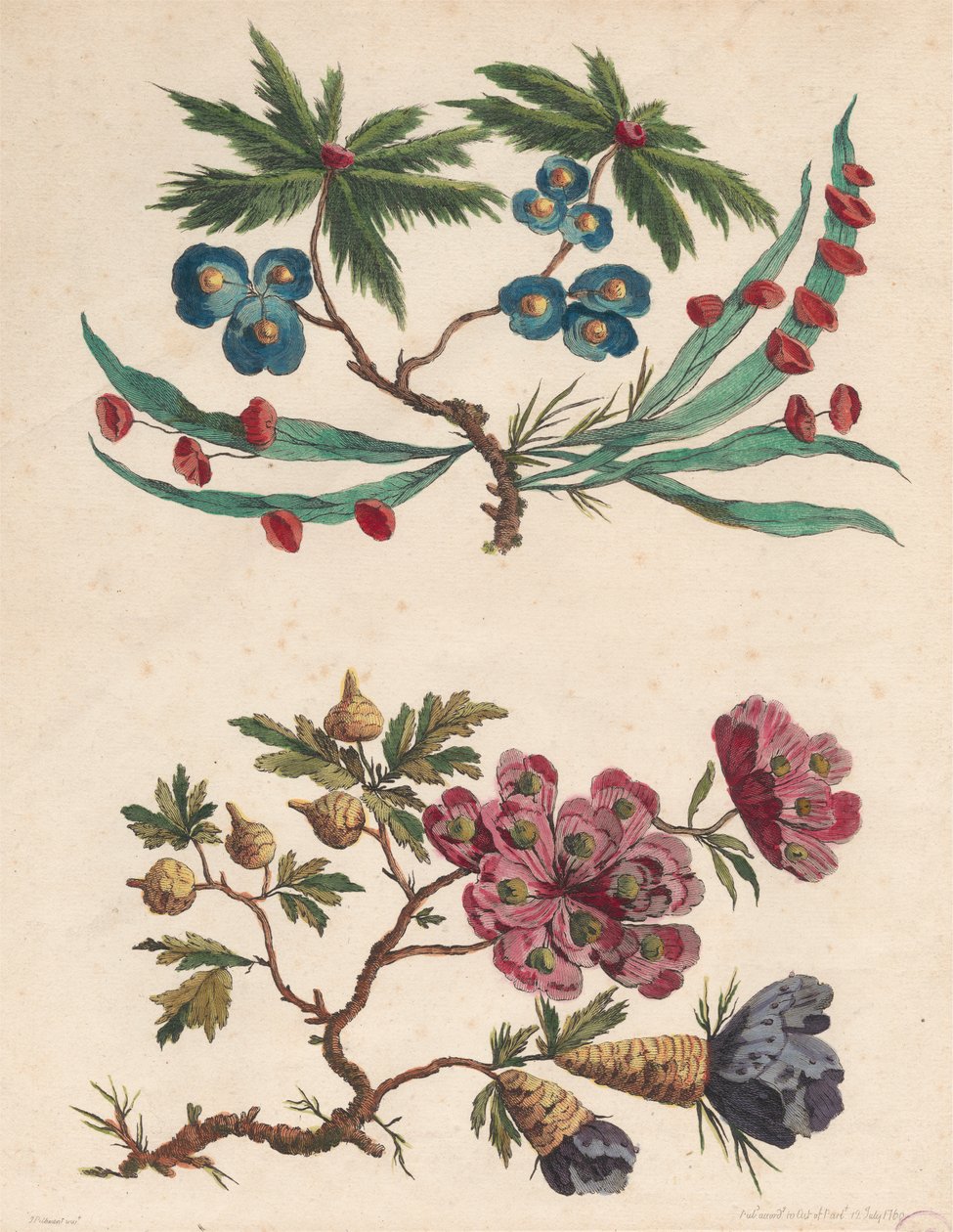 Due rami di fiori immaginari da Pierre Charles Canot