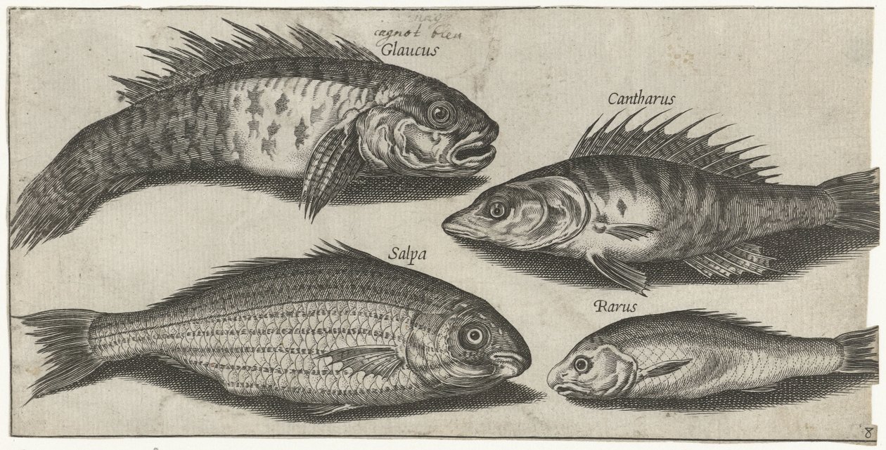 Pesce capra, persico, ghiozzo e un pesce sconosciuto da Pierre Firens