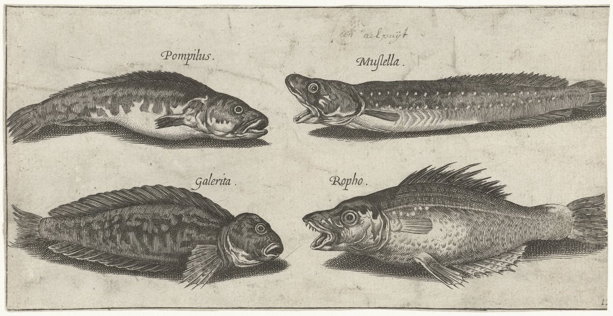 Merluzzo, cernia, blennio cornuto e un pesce nero da Pierre Firens