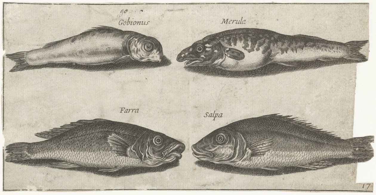 Ghiozzo, pesce capone, merluzzo e un altro pesce da Pierre Firens