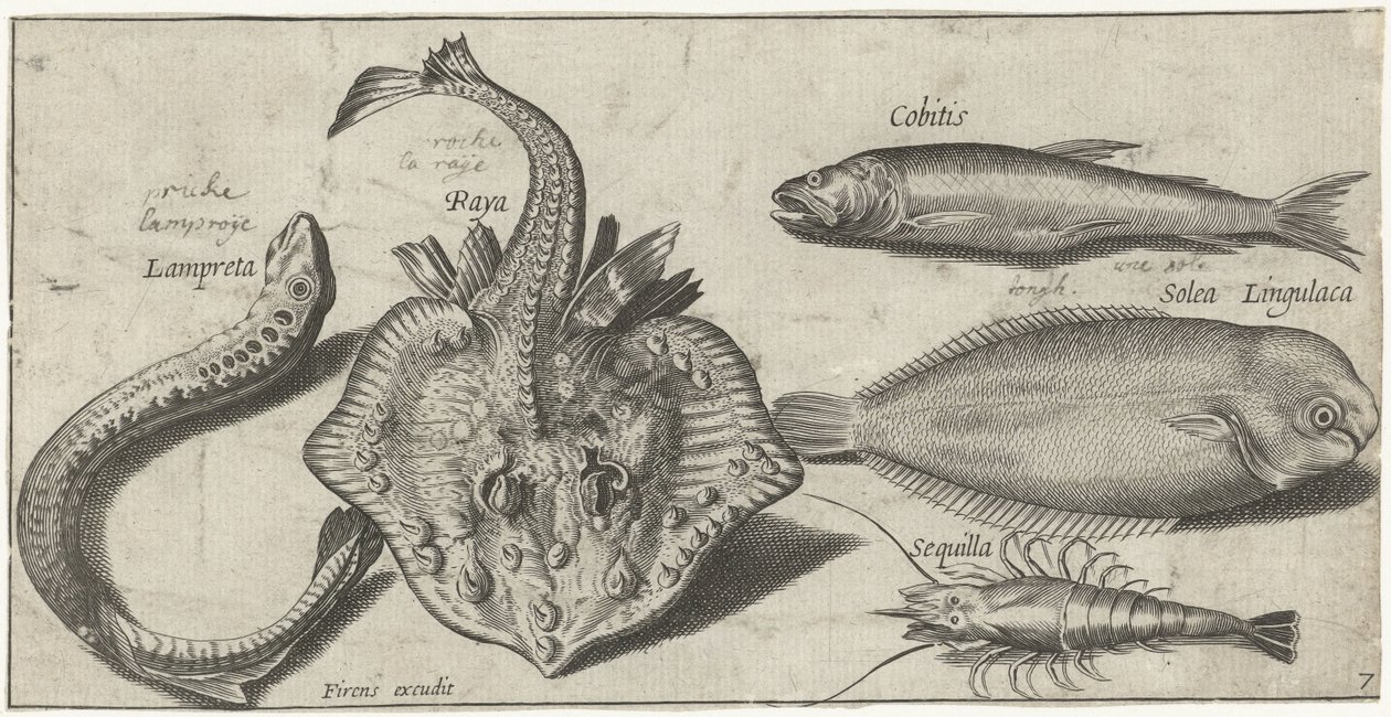 Razza, lampreda, gambero e altri due pesci Pesci (titolo della serie) Piscivm vivae icones (titolo della serie) da Pierre Firens