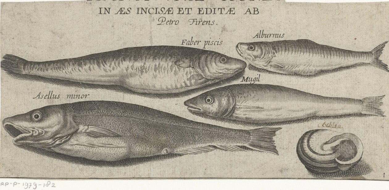 Sprotte, carpa, muggine, piccolo merluzzo e una conchiglia (serie di pesci) da Pierre Firens