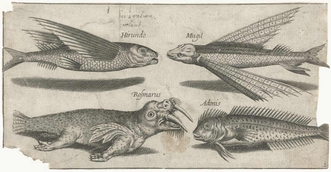 Pesce volante, pesce lupo, pesce limaccia e un tricheco da Pierre Firens