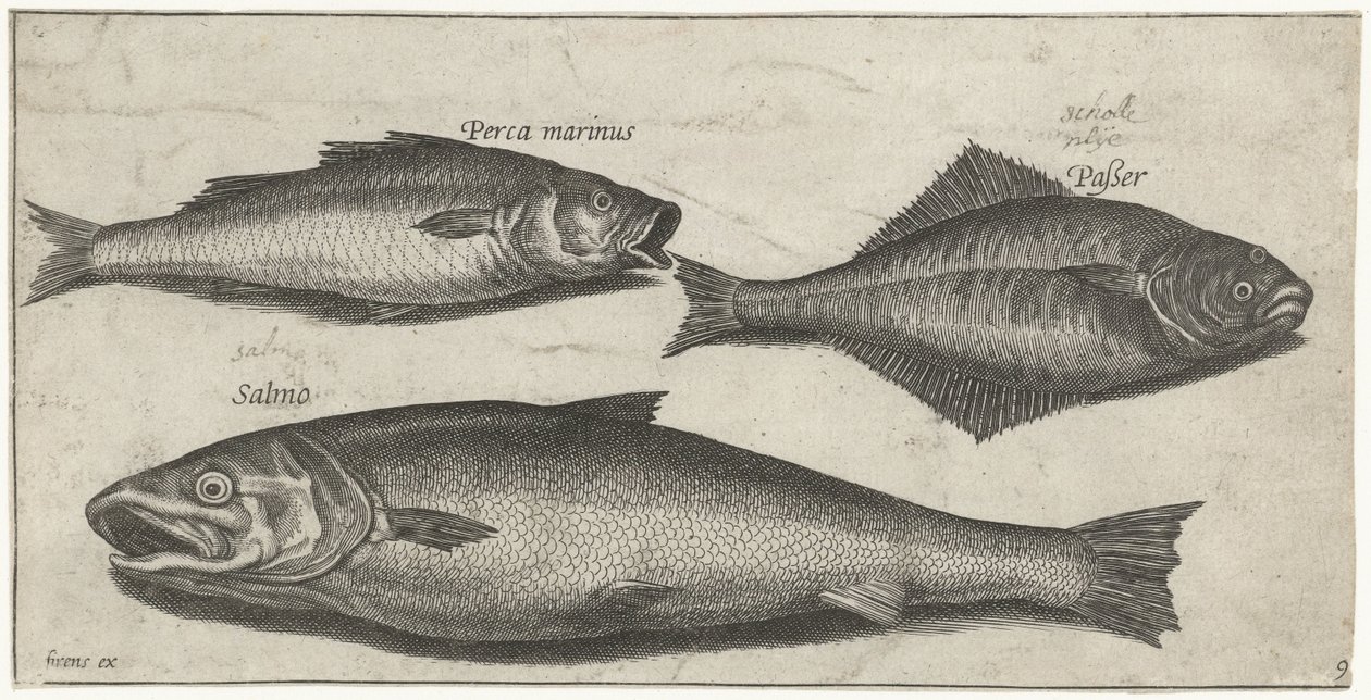 Spigola, sogliola e salmone da Pierre Firens