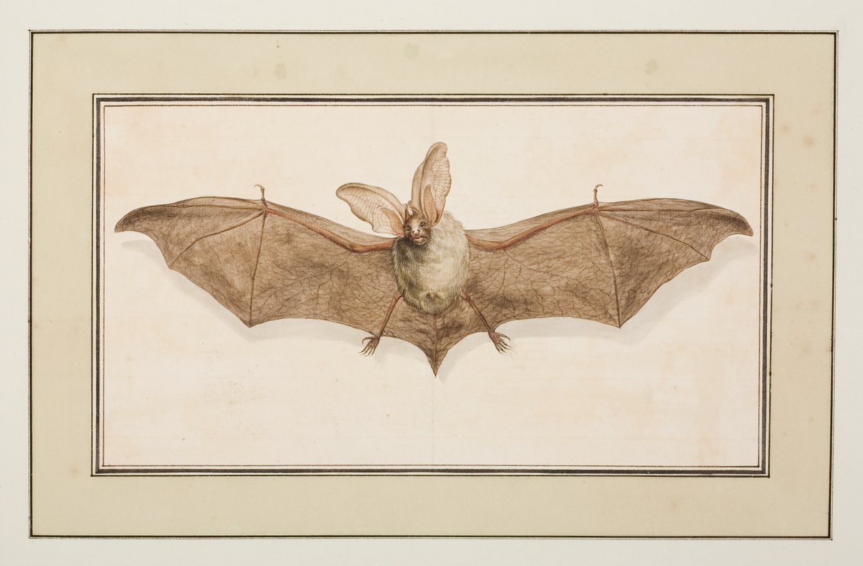 Pipistrello dalle lunghe orecchie marroni, c.1755-65 da Pierre Francois Ledoulx