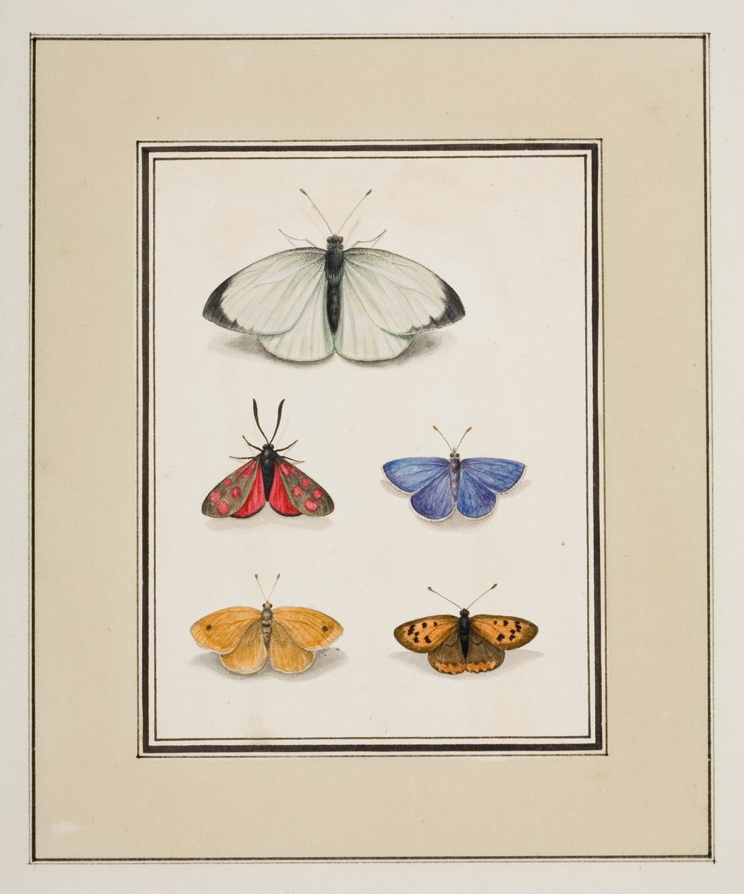 Farfalle, c.1755-65 da Pierre Francois Ledoulx