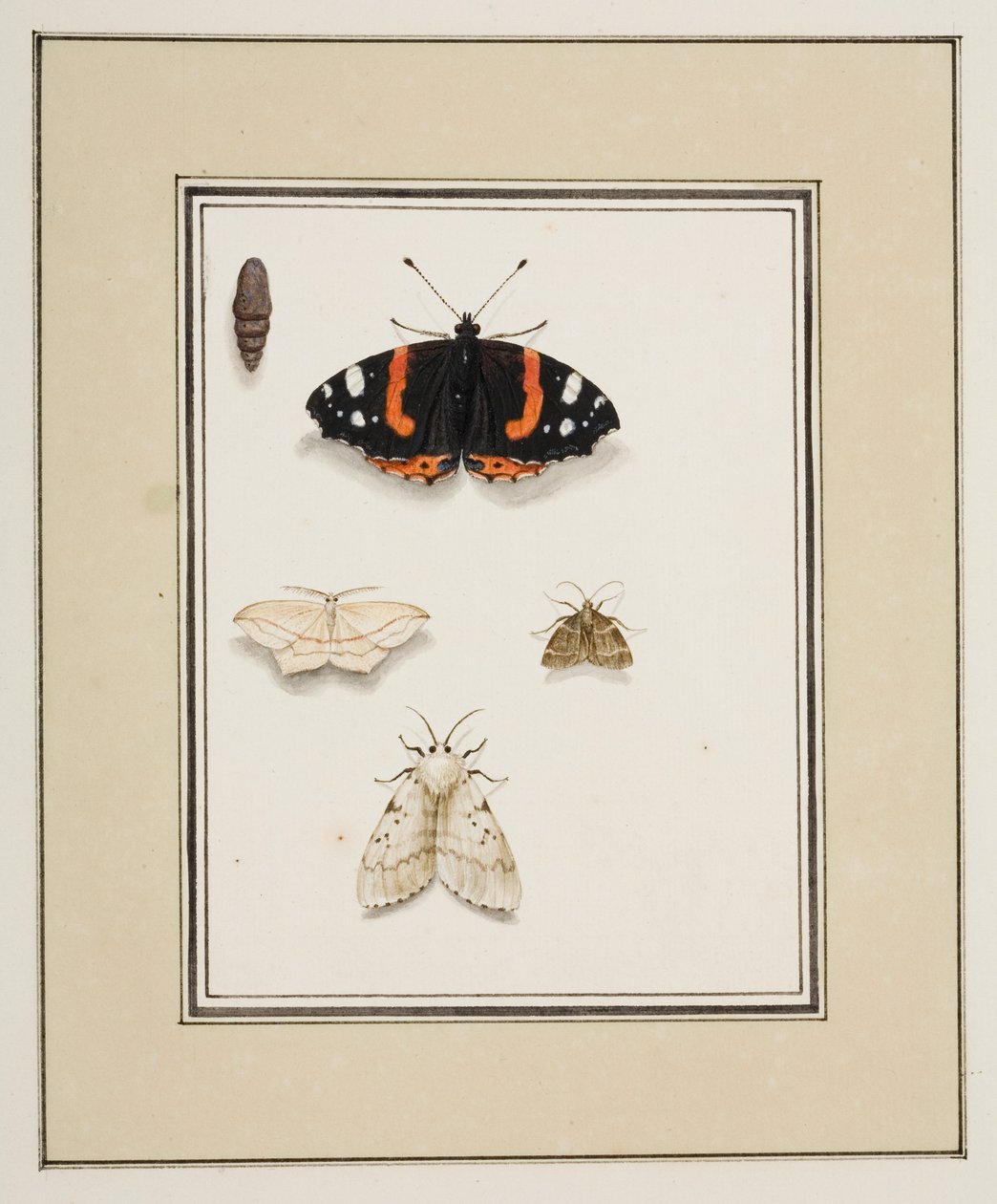 Farfalle, c.1755-65 da Pierre Francois Ledoulx