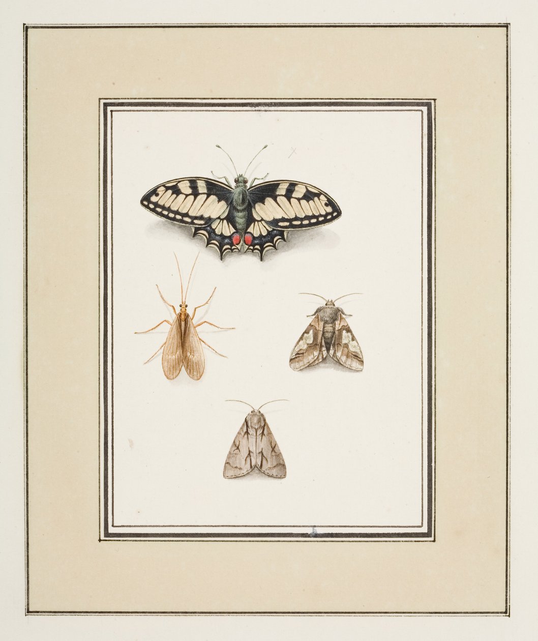Farfalla macaone, effimera e due falene, c.1755-65 da Pierre Francois Ledoulx