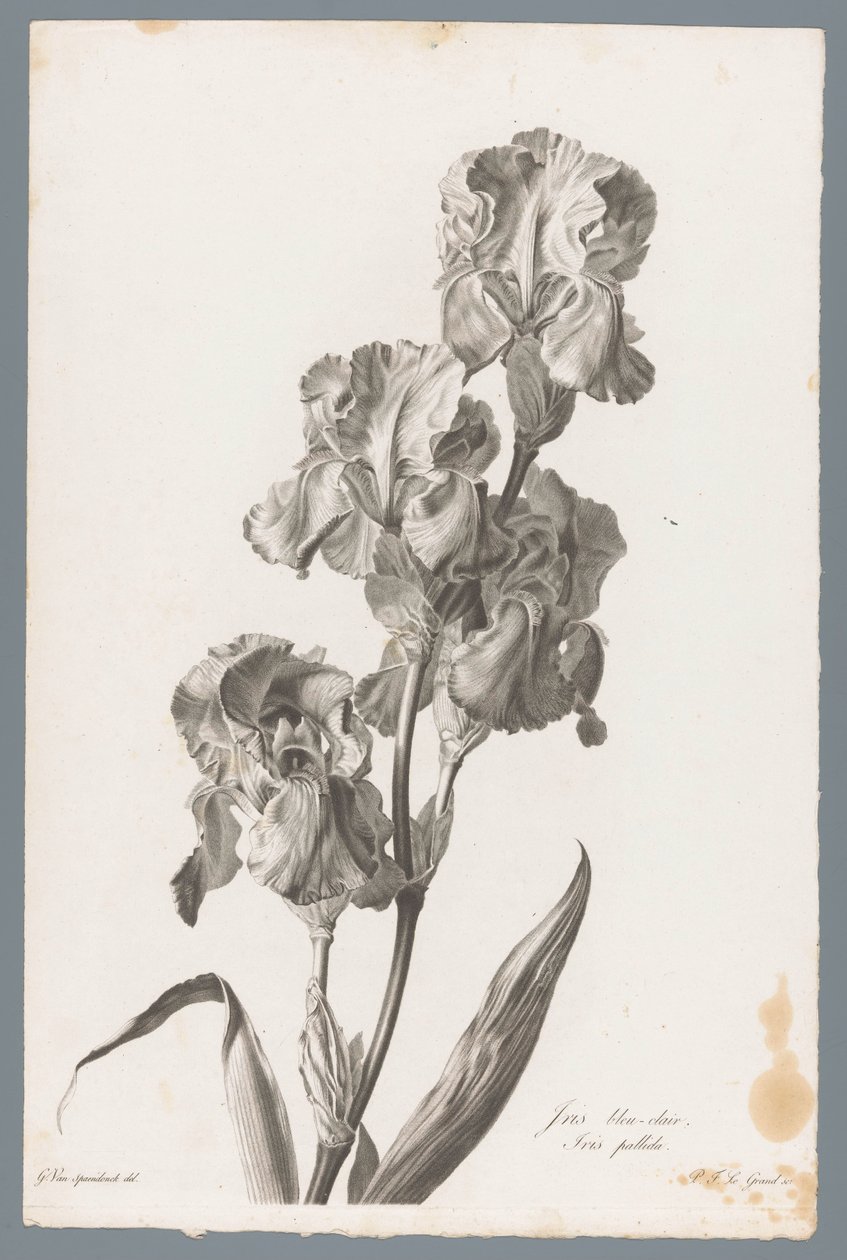 Iris pallida da Pierre François Legrand