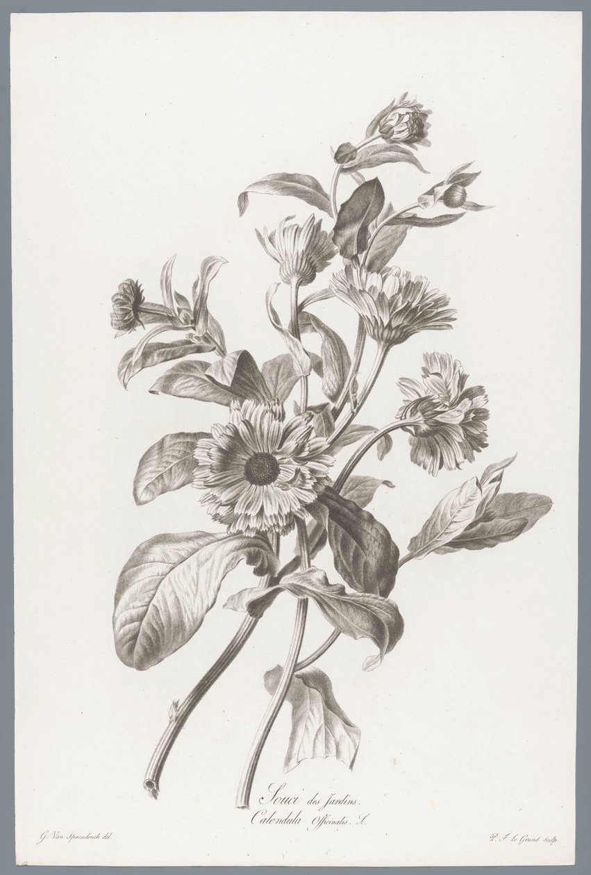 Calendula da Pierre François Legrand
