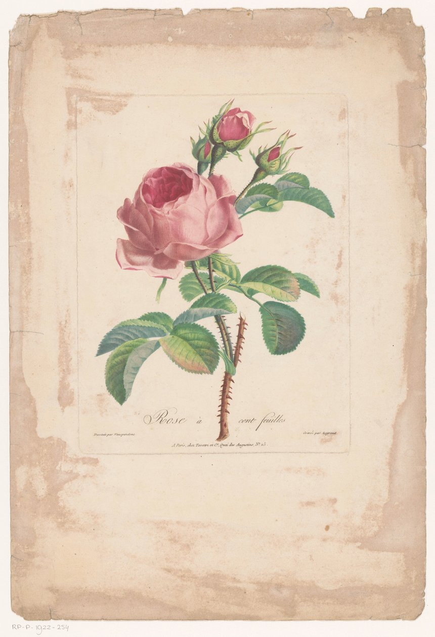Rosa centifolia da Pierre François Legrand