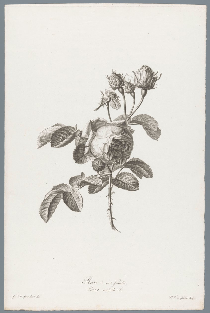 Rosa centifolia da Pierre François Legrand