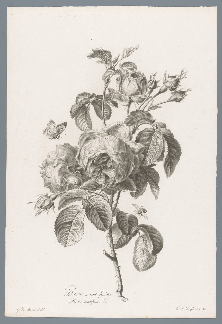 Rosa centifolia da Pierre François Legrand