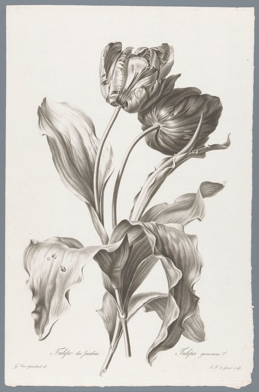Tulipano da Pierre François Legrand