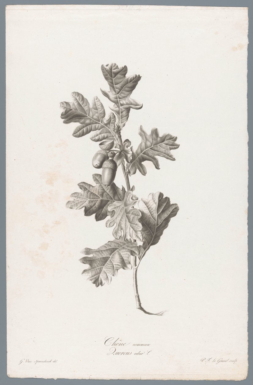 Quercia comune da Pierre François Legrand