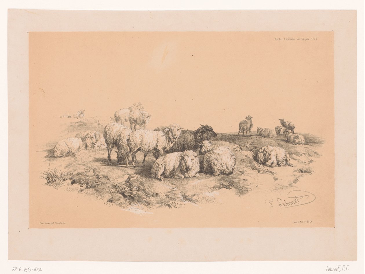 Studio di un gregge di pecore (Dierstudies van Cooper) da Pierre Frédéric Lehnert
