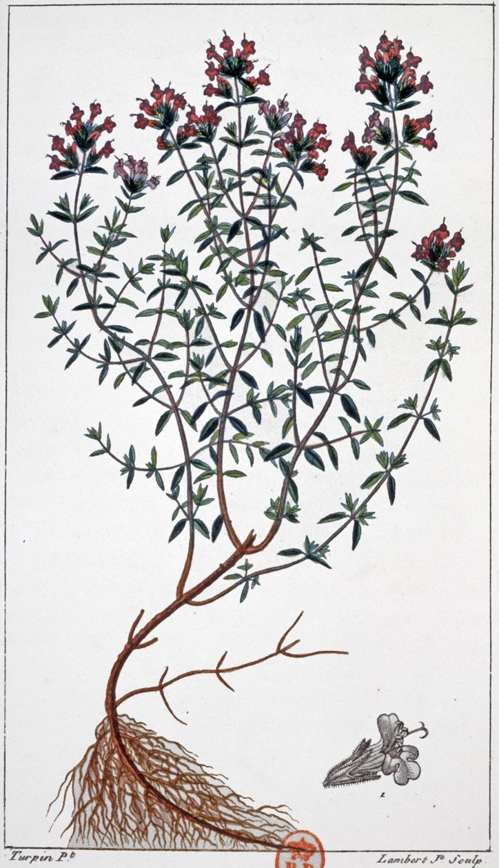 Timo, c.1850 (incisione) da Pierre Jean Francois (after) Turpin