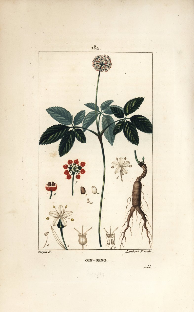 Ginseng americano da Pierre Jean Francois Turpin