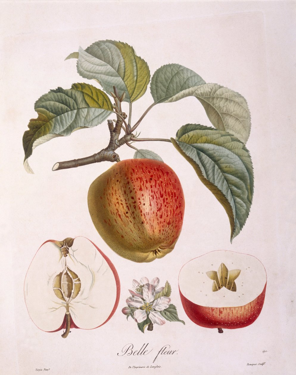 Mela "Belle fleur" Henry Louis Duhamel du Monceau, tavola botanica di Pierre Jean Francois Turpin da Pierre Jean Francois Turpin