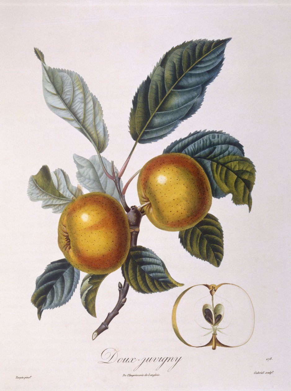 Mela "Doux-Juvigny", tavola botanica di Pierre Jean Francois Turpin da Pierre Jean Francois Turpin