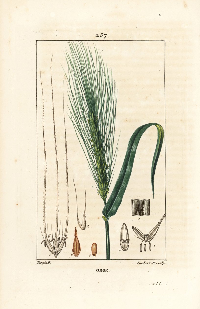 Orzo da Pierre Jean Francois Turpin