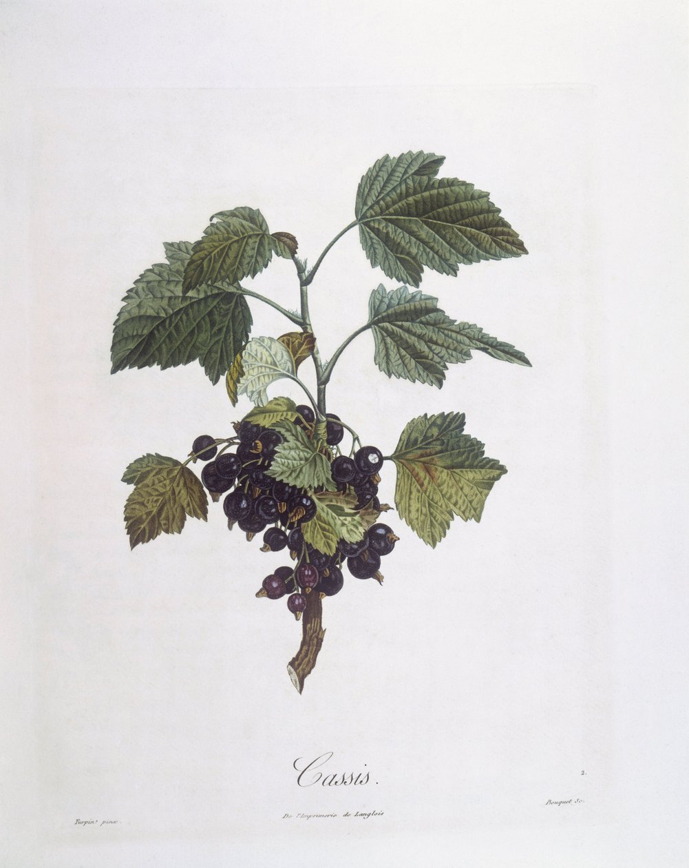 Ribes nero (Ribes nigrum) o cassis Noir de Bourgogne, tavola botanica di Pierre Jean Francois Turpin da Pierre Jean Francois Turpin