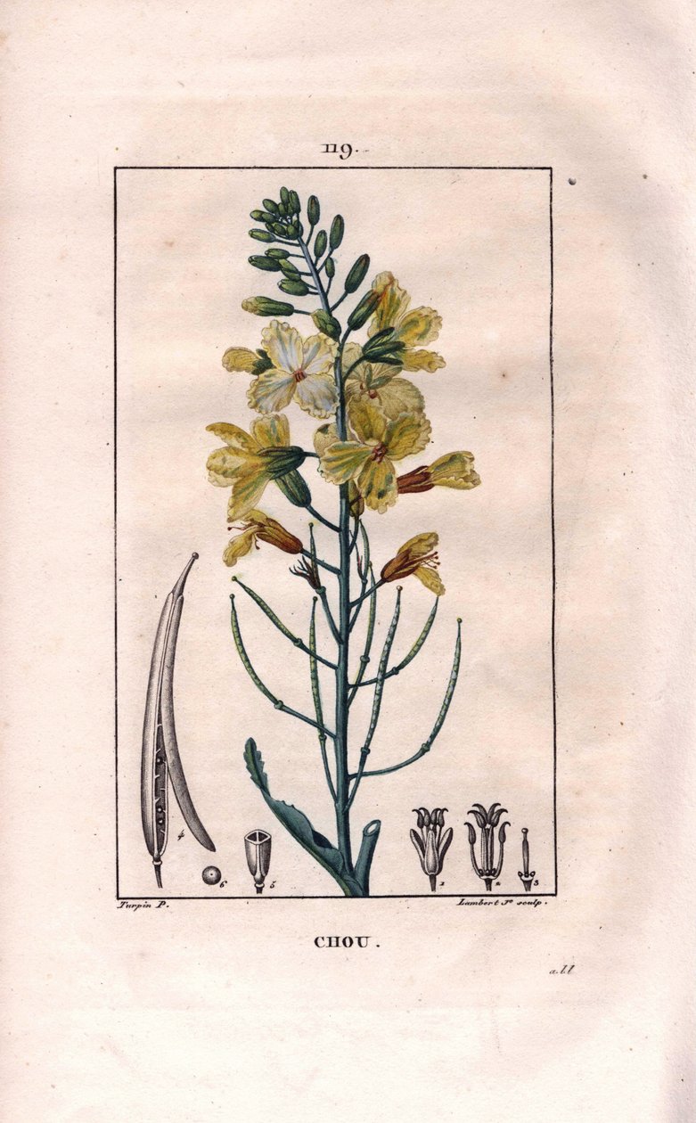 Botanica: fiore di cavolo da Pierre Jean Francois Turpin