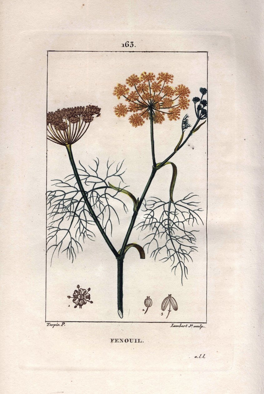 Botanica: Finocchio, Foeniculum vulgare da Pierre Jean Francois Turpin