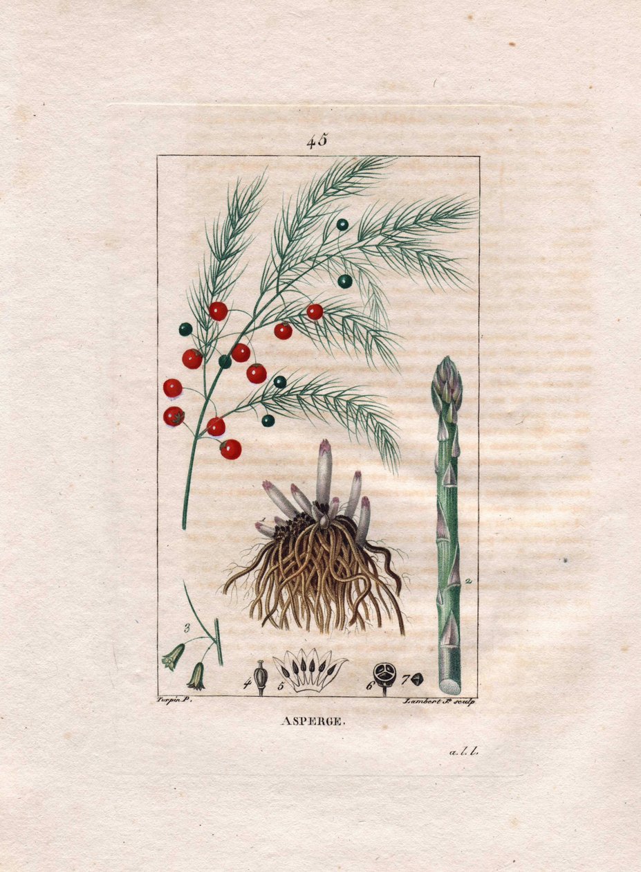 Botanica: Asparago - Radice, fiore e frutto di Asparagus officinalis da Pierre Jean Francois Turpin