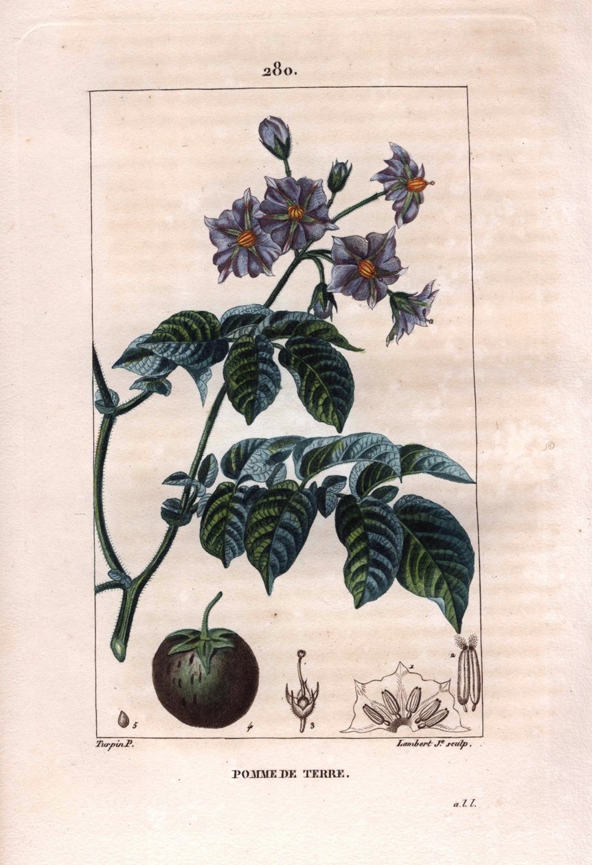 Botanica: patata - Pianta di patata, fiori e frutti, Solanum tuberosum da Pierre Jean Francois Turpin