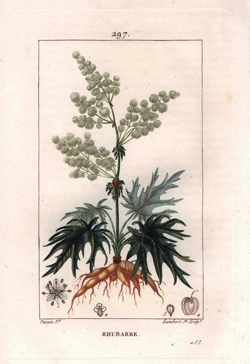 Botanica: rabarbaro - Pianta di rabarbaro, foglie e radici, Rheum rhabarbarum da Pierre Jean Francois Turpin