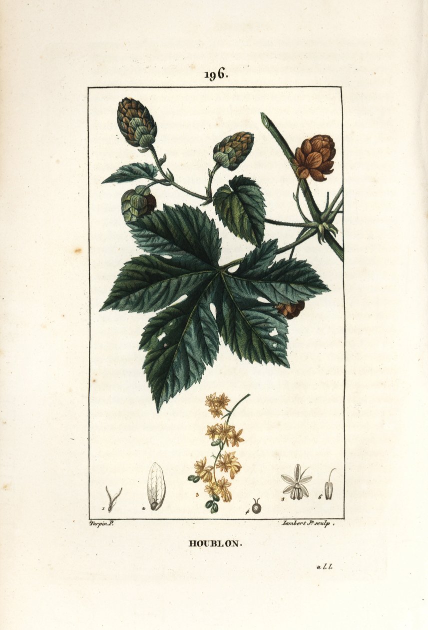 Luppolo rampicante, Humulus lupulus da Pierre Jean Francois Turpin