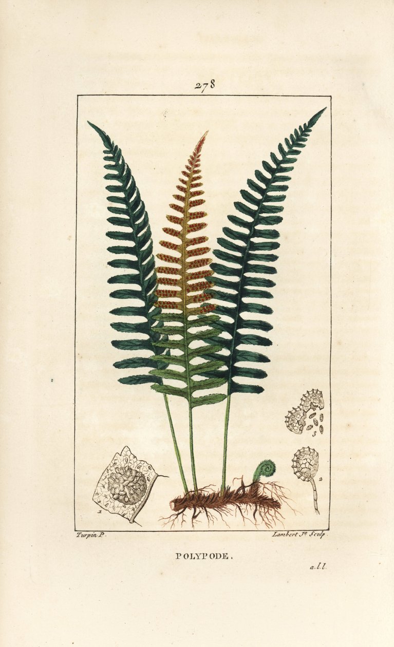 Polipodio comune, Polypodium vulgare, con foglia, seme e radice da Pierre Jean Francois Turpin