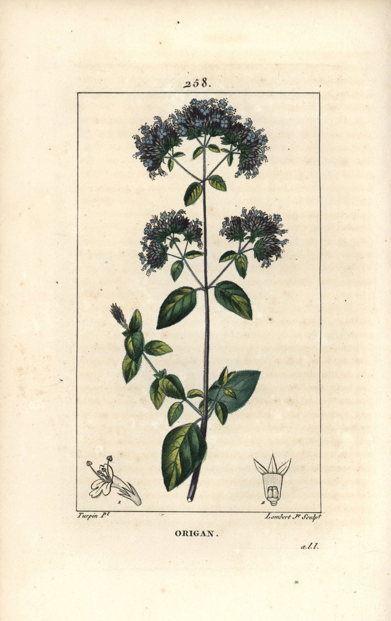 Origano comune, detto anche maggiorana selvatica da Pierre Jean Francois Turpin