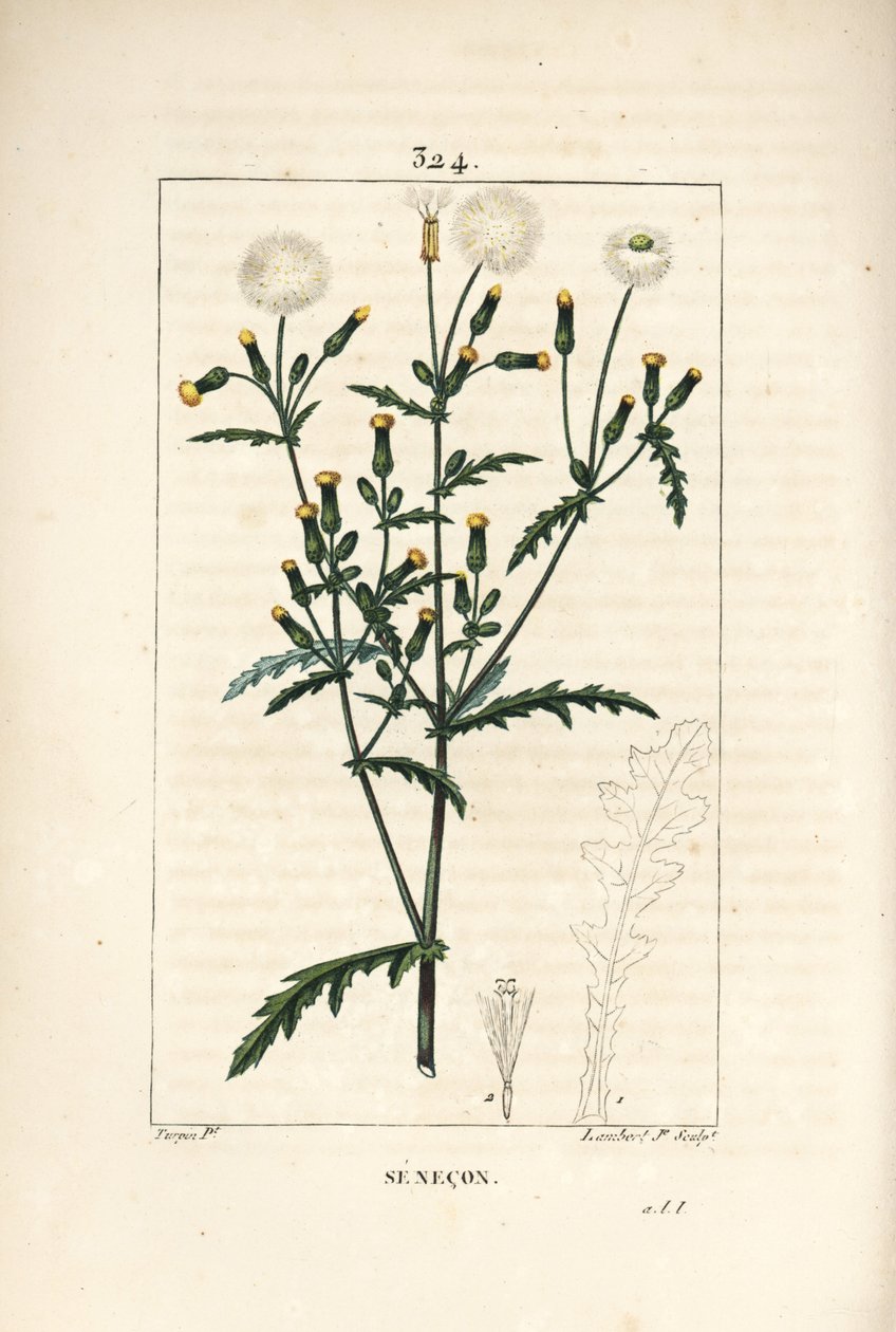 Senecio comune - Senecio vulgaris, con fiore, foglia, seme, stelo e contorno della foglia da Pierre Jean Francois Turpin