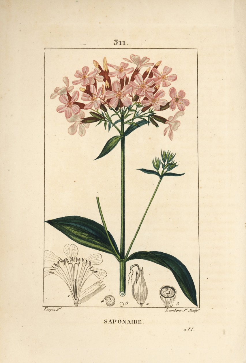 Saponaria comune, Saponaria officinalis, con fiore, foglia, stelo e seme da Pierre Jean Francois Turpin