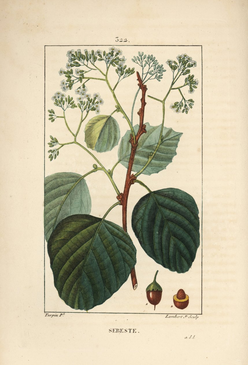 Sebestier domestico - Prugna assira o lasura, Cordia myxa, con fiore, foglia, stelo e frutto da Pierre Jean Francois Turpin